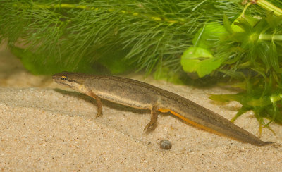 Common newt / Kleine Watersalamander 