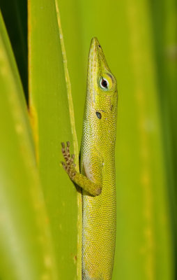 Green Anole / Roodkeel anolis