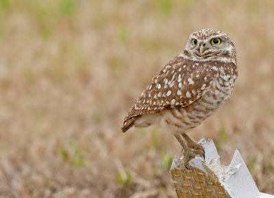 Burrowing owl / Holenuil 