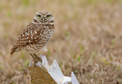 Burrowing owl / Holenuil 