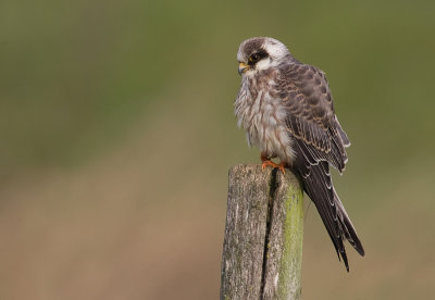 Red-footed Falcon / Roodpootvalk