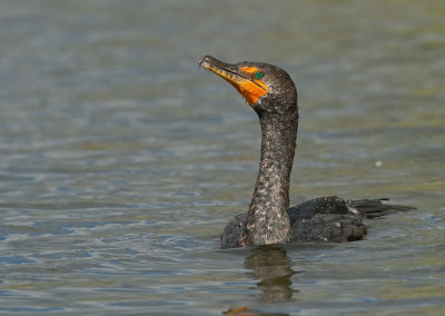 Double-crested Cormorant / Geoorde aalscholver