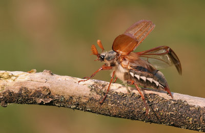 Common cockchafer / Meikever 