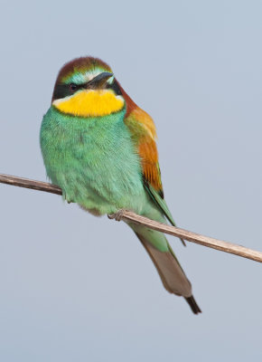 European Bee-eater / Bijeneter