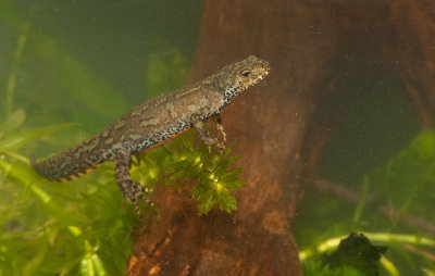 Alpine newt / Alpenwatersalamander