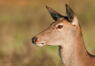 Red deer / Edelhert 