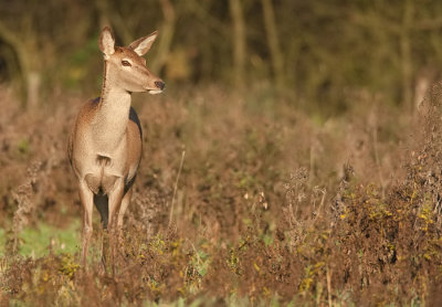 Red deer / Edelhert 