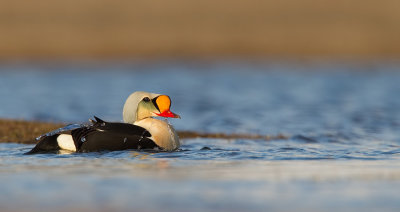 King eider / Koningseider