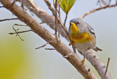 Northern Parula / Brilparulazanger 