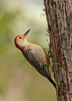 Red-bellied woodpecker / Roodbuikspecht