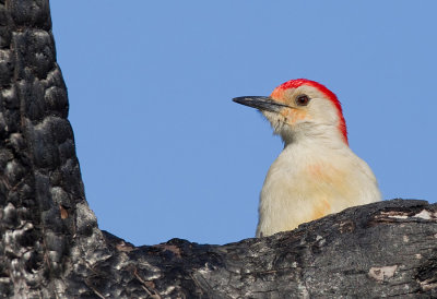 Red-bellied woodpecker / Roodbuikspecht