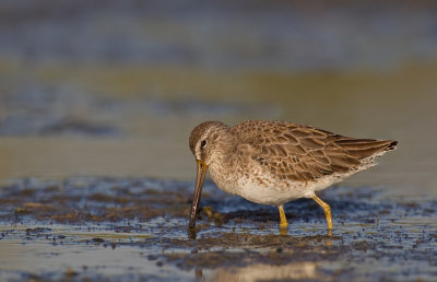 Short-billed Dowitcher / Kleine grijze snip
