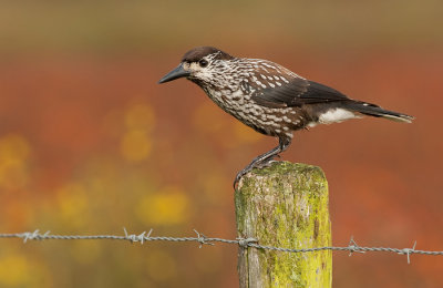 Spotted nutcracker / Notenkraker