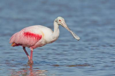 Roseate spoonbill / Rode lepelaar