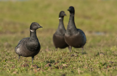 Brent Goose / Rotgans