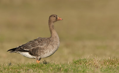 White Fronted Goose / Kolgans