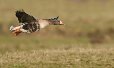 White Fronted Goose / Kolgans