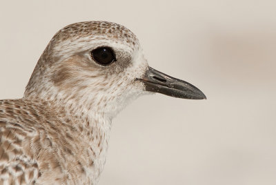 Grey plover / Zilverplevier
