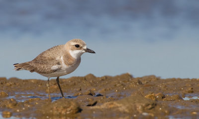 Greater sandplover / Woestijnplevier