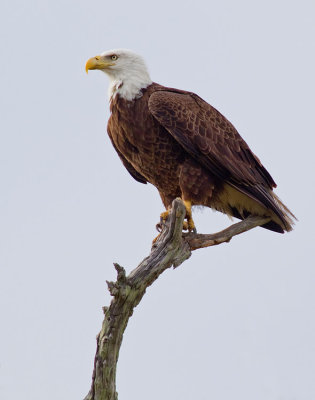 Bald eagle / Amerikaanse zeearend