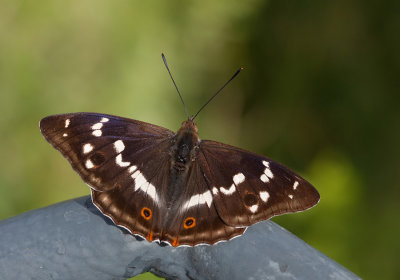 Purple Emperor / Grote Weerschijnvlinder