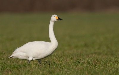 Bewick's Swan / Kleine Zwaan