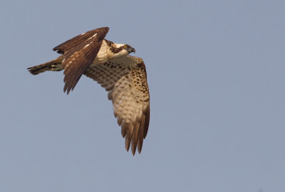 Osprey / Visarend