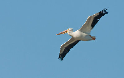 American white pelikan / Amerikaanse witte pelikaan 