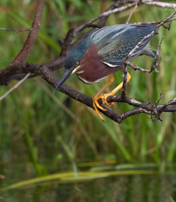 Green Heron / Groene Reiger