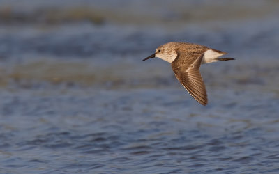 Western sandpiper / Alaska strandloper