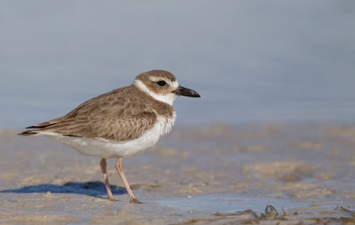 Wilson's plover / Dikbekplevier