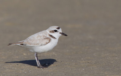 Snowy plover / Amerikaanse strandplevier