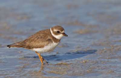 Semipalmated Plover / Amerikaanse bontbekplevier