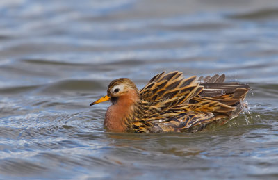 Grey Phalarope / Rosse Franjepoot