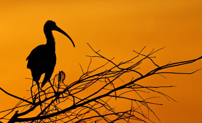 White Ibis / Witte Ibis