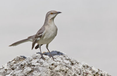 Northern mockingbird / Spotlijster