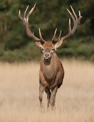 Red deer / Edelhert 