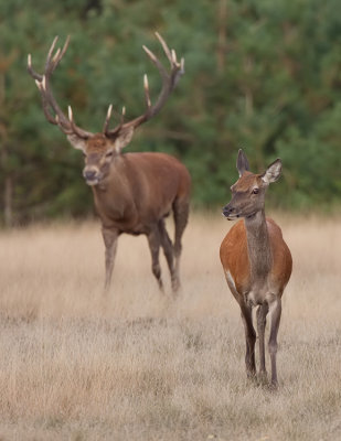 Red deer / Edelhert 