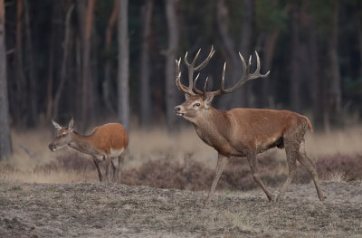 Red deer / Edelhert 