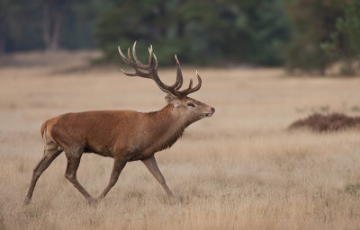 Red deer / Edelhert 