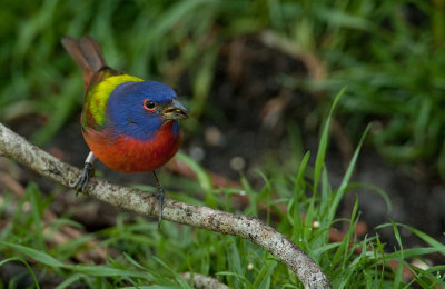 Painted bunting / Purpergors