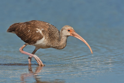 White Ibis / Witte Ibis