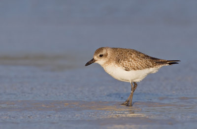 Grey plover / Zilverplevier