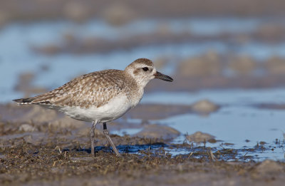 Grey plover / Zilverplevier