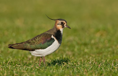 Northern Lapwing / Kievit