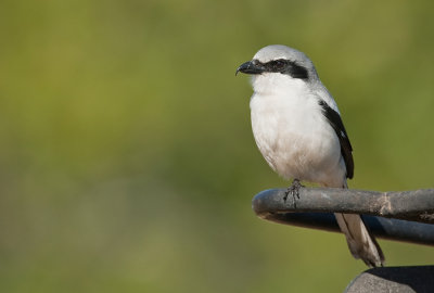 Loggerhead shrike / Amerikaanse klapekster 