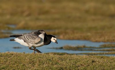Barnacle goose / Brandgans