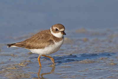 Semipalmated Plover / Amerikaanse bontbekplevier