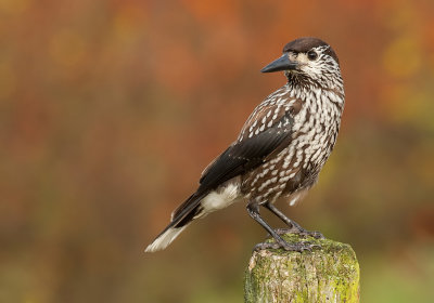 Spotted nutcracker / Notenkraker