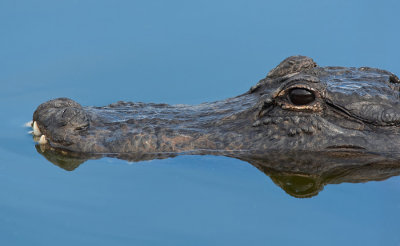 American Alligator / Amerikaanse Alligator